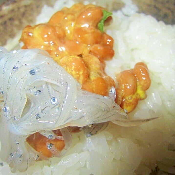 生しらす葱納豆辛子醤油御飯